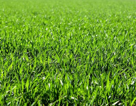 meadow, field, nature, grass, landscape, grassy, grasslands, grass blades, lush, green, greenery, green grass, lawn, meadow, field, field, grass, grass, green, green, green, green, lawn, lawn, lawn, lawn, lawn
